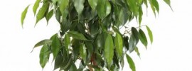 air purifying plants - Ficus Tree - images : gardeningknowhow.com