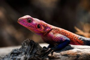 red agama - Flat-headed Rock Agama - image - judledragon.com