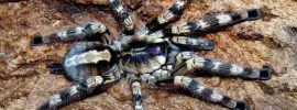 venomous spiders - Fringed Ornamental Tarantula - sumber: allegro.pl