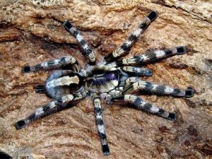 The 12 Venomous Spiders