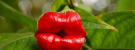 strange flowers - Hooker Lips