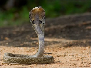 The Top 7 Venomous Snakes in The World