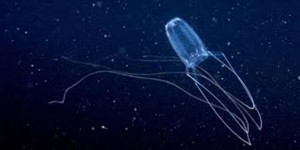 List of Deadly Jellyfish that You Should Know