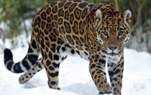 strongest animals - Jaguar- 2000 PSI - images: joancline.weebly.com