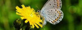 Types of Butterflies - Karner Blue Butterfly