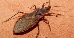 blood sucking animals - Kissing Bugs - images: discovery.com