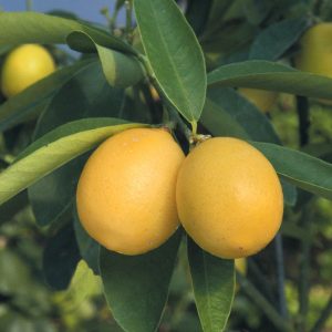 hybrid fruit list - Limequat