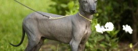 Machu Picchu - Hairless Dog Breed