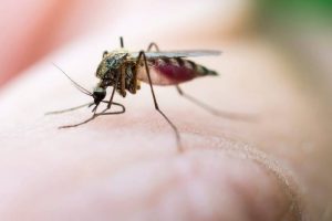 blood sucking animals - Meta-Mosquitoes - images: control-mosquitoes.com