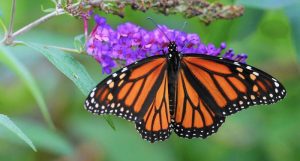 Types of Butterflies - Monarch Butterfly