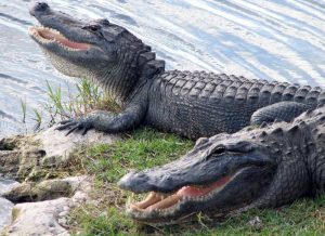 strongest animals - Nile Crocodile- 5000 PSI - images: strongestinworld.com