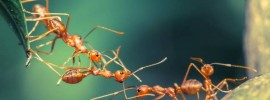 ant facts - Numerous Numbers