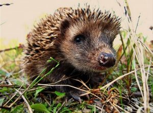 hedgehog facts - Once Upon Hedgehog Folklore - images: swlondoner.co.uk