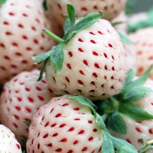 hybrid fruit list - Pineberry