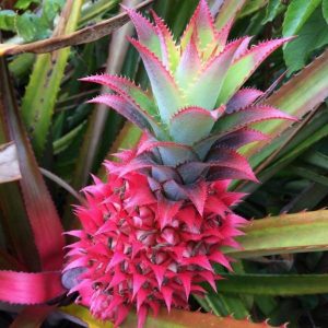 hybrid fruit list - Pink Pineapple