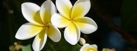 indoor plants - Plumeria - flowermeanings.org