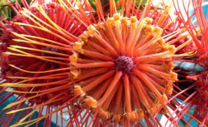 strange flowers - Protea Pinwheel - images : Flickr.com