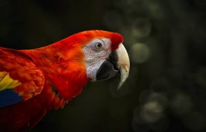 The 28 Crimson Red-Colored Animals (with Pictures)