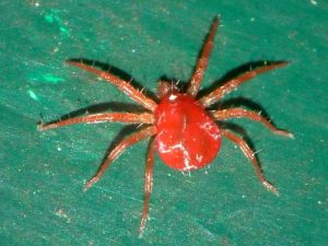 Red animals - Red Spider