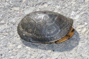 10 Cool Turtle Facts You May Not Know Yet