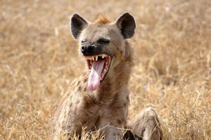 strongest animals - Spotted Hyena – 1100 PSI - images: uk.gofundme.com