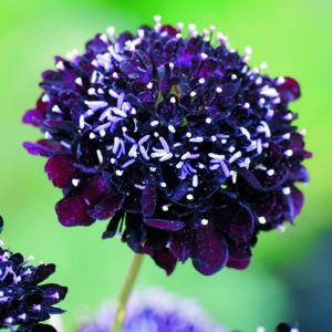 black flowers - Sweet Scabious