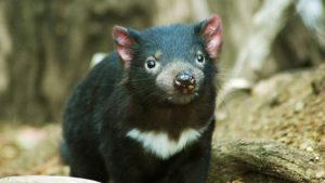 nocturnal animals - Tasmanian Devil - image - treadright.org