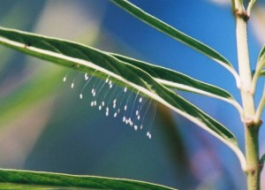 The Green Lacewing’s Eggs