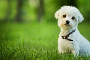 10 Amazing Facts About Dog You Need To Know