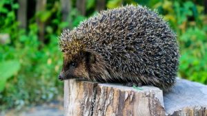 hedgehog facts - They Do Have “Soft Sides” - images: news.sky.com