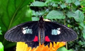 types of butterflies - Trans Andean Cattleheart