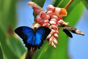 Types of Butterflies - Ulysses Butterfly
