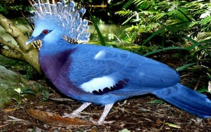 List of Unique Birds with Snazzy Hairdo
