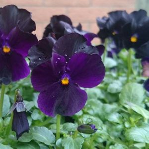 black flowers - Viola 'Sorbet Hybrids'