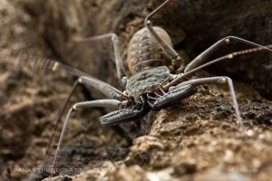 List of Unique, Weird & Fascinating Spiders
