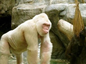 albino animals - White Gorrila - images: pinterest.com