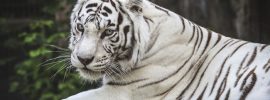 albino animals - White Panther - images: zeenews.india.com