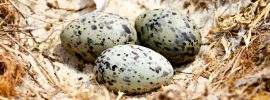 animal eggs - images: ppcorn.com