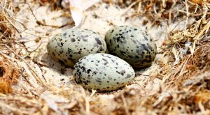 List of Fascinating Eggs