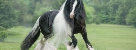 beautifull horses - images: youtube.com