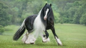 Beautiful Horse Breeds