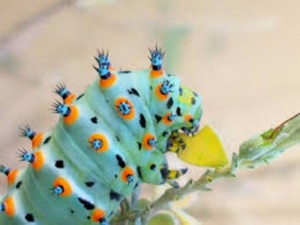 The 39 Kinds of Unique Caterpillars (with Pictures)