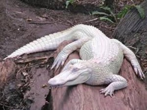The Animals With Albinism