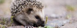 hedgehog facts - edgehogs in Literature Pieces - images: writework.com