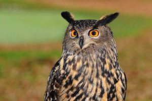 nocturnal animals - owls - image - pixabay.com