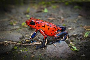 red animals - Strawberry Poison-dart Frog - image- daviart.com