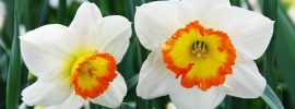 dangerous plants - Narcissus - images : flowersexpress.ph