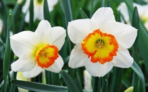 dangerous plants - Narcissus - images : flowersexpress.ph