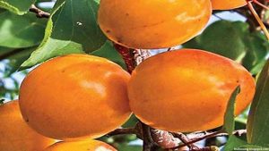 hybrid fruit list - nectacotum