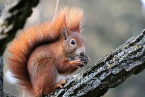 red animals - Eurasian Red Squirre - image - inaturalist.com